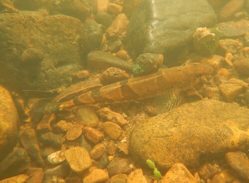 Snail darter (Percina tanasi) — Percidae