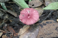 Micropsalliota lateritia