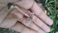 Micropsalliota lateritia