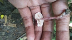 Micropsalliota lateritia