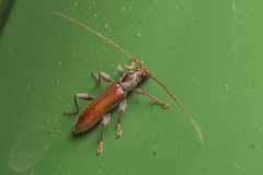 Ceresium zeylanicum