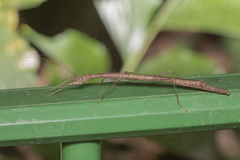 Planososibia esacus