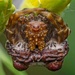 Cyrtarachninae - Photo (c) miroskandera,  זכויות יוצרים חלקיות (CC BY-NC)