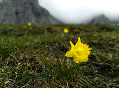 Narcissus cuneiflorus