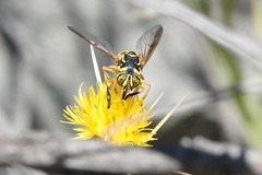 Spilomyia interrupta