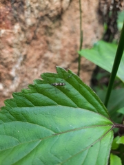 Eretmocera impactella