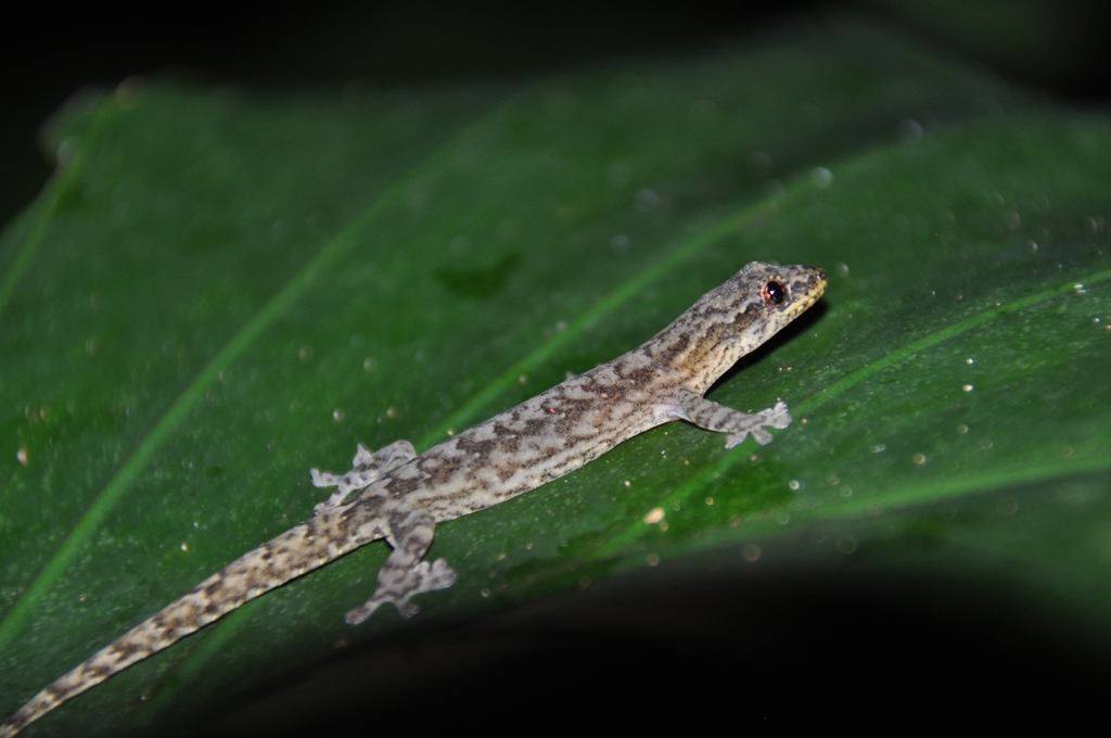 Lanyu Scaly-Toed Gecko