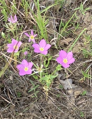 Sabatia campestris