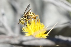 Spilomyia interrupta