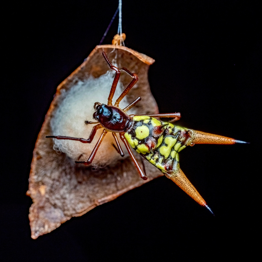 Micrathena brevipes