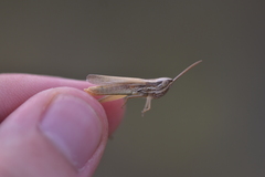 Euchorthippus pulvinatus