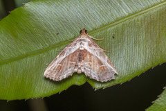 Eugnathia diagonalis