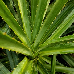 Pandanus odorifer