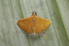 Mabra nigriscripta