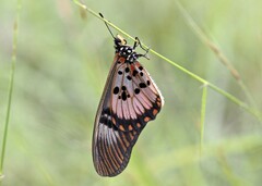Acraea perenna