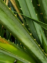 Pandanus odorifer