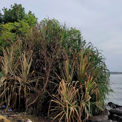 Pandanus odorifer