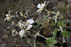 Trembleya laniflora