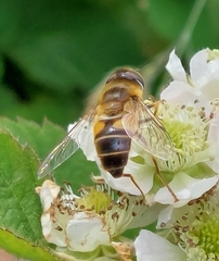 Eristalis pertinax