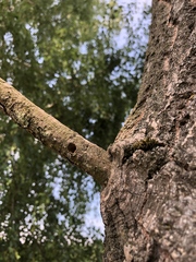 Eusphecia melanocephala