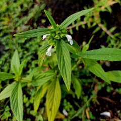 Leucas lavandulifolia