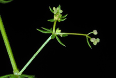 Galium anglicum