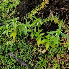 Leucas lavandulifolia