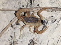 Buthus garcialorcai