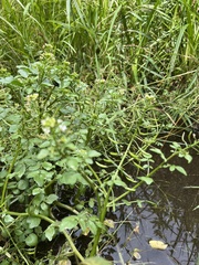 Nasturtium officinale