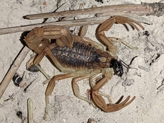 Buthus garcialorcai