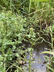 Nasturtium officinale