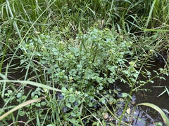 Nasturtium officinale
