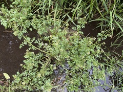 Nasturtium officinale