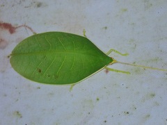 Morsimus quadratus