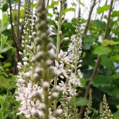 Lysimachia ephemerum
