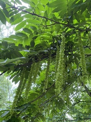 Pterocarya fraxinifolia