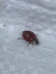 Harmonia axyridis