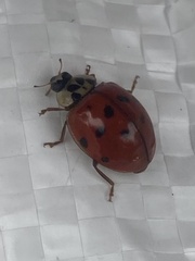 Harmonia axyridis
