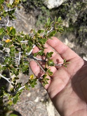 Cercocarpus ledifolius