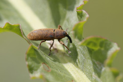 Lixus bardanae