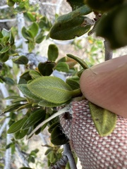 Cercocarpus ledifolius