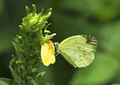 Eurema senegalensis