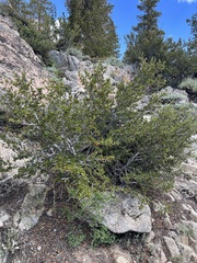 Cercocarpus ledifolius