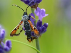 Pyropteron chrysidiforme