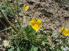 Glaucium squamigerum