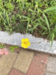 Potentilla reptans sericophylla
