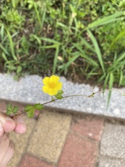 Potentilla reptans sericophylla