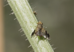 Tephritis divisa