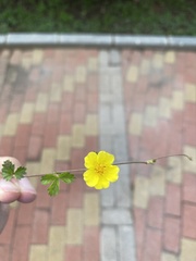 Potentilla reptans sericophylla