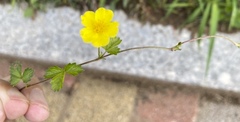 Potentilla reptans sericophylla